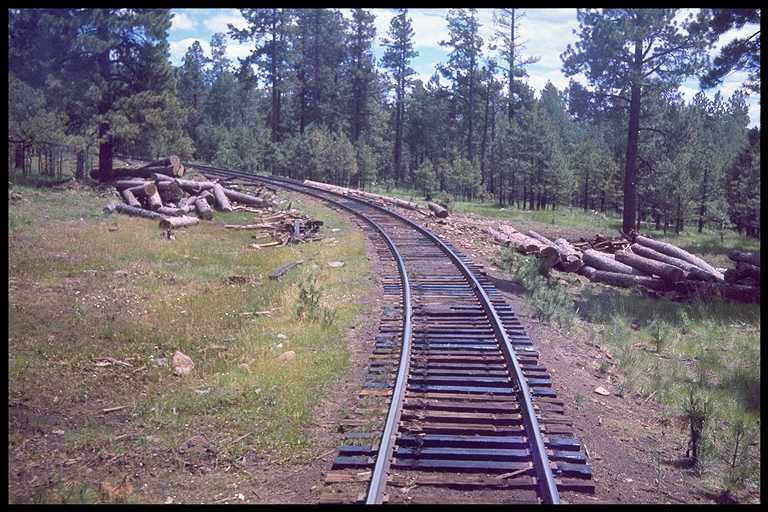 Photo of track through pine trees.  Logs near track will be hauled to paper mill.